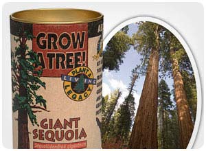 grow your own world’s tallest tree