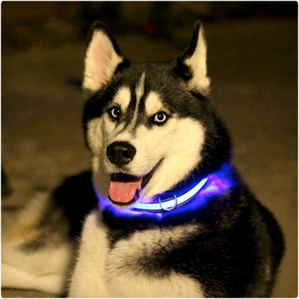Halo Mini Dog Collar