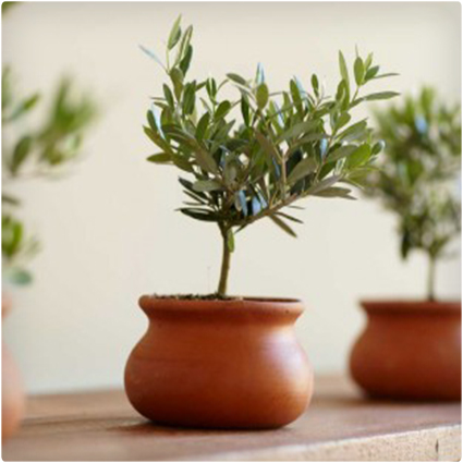 Olive Plant Topiary