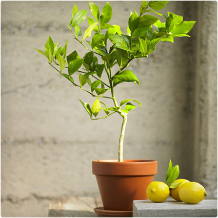 Organic Meyer Lemon Topiary