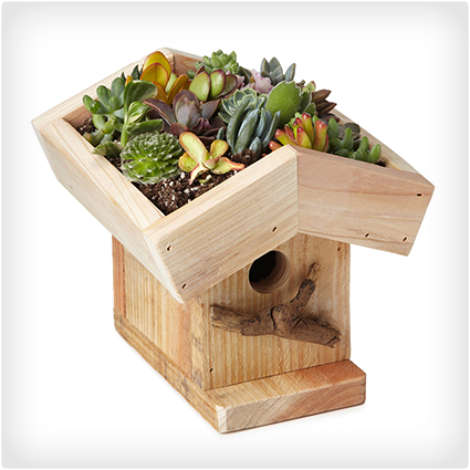 Living Roof Birdhouse Kit