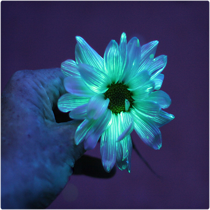 DIY Glowing Flowers