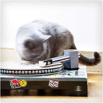 Cat-Scratch-Turntable