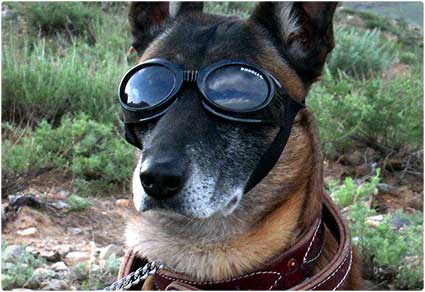 Doggy-Goggles