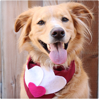 Valentine Dog Scarf
