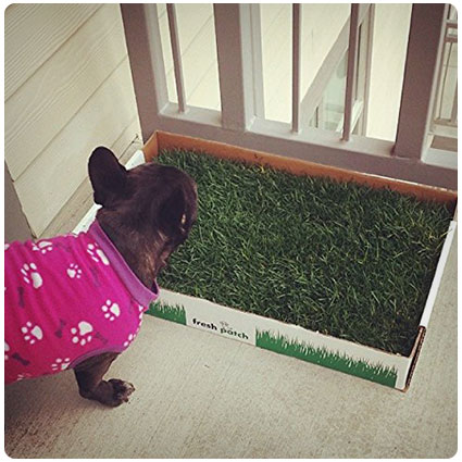 Fresh Patch Disposable Dog Potty