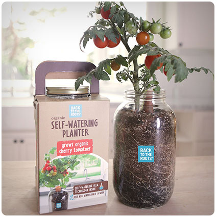 Self-Watering Tomato Planter