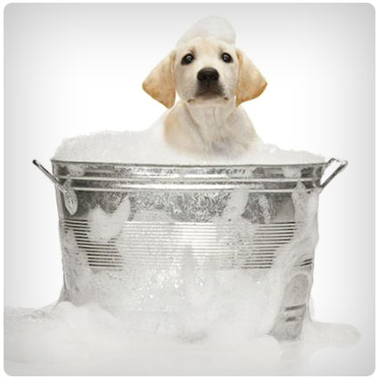 Make Your Own Ph Balanced Dog Shampoo