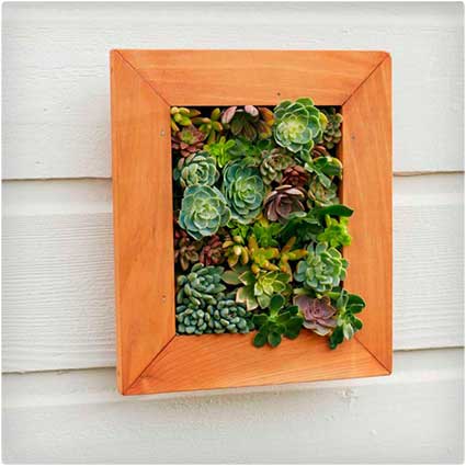 Framed Succulent Wall Art