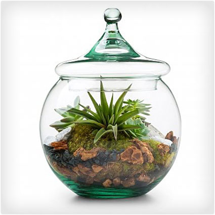 Glass Globe Terrarium Kit