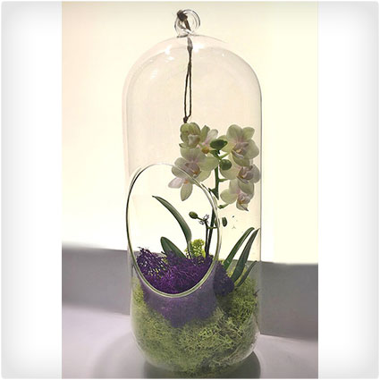 Orchid Plant Terrarium Glass 12 Inch