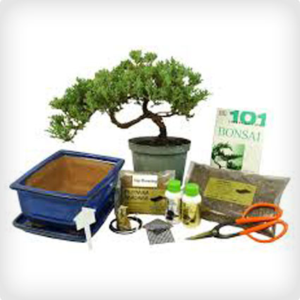 Bonsai Kit