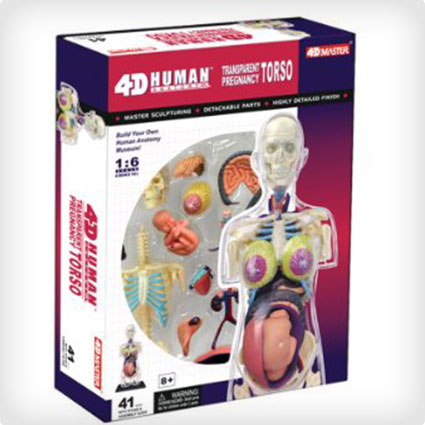 4-D Anatomy Model