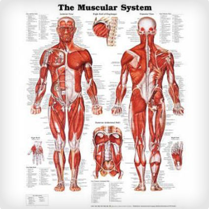 Anatomy Poster