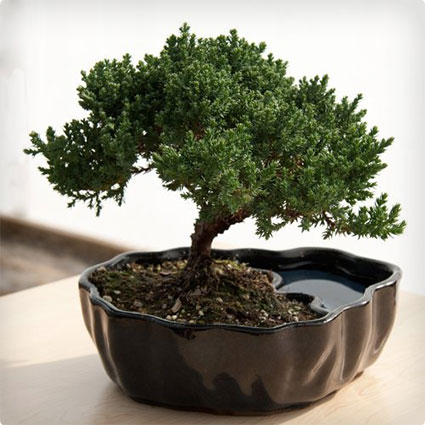 Juniper Bonsai