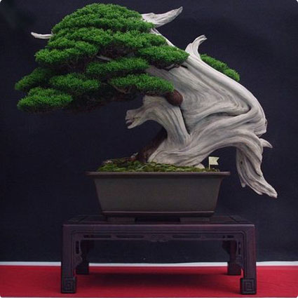 Zen Reflections Juniper Bonsai