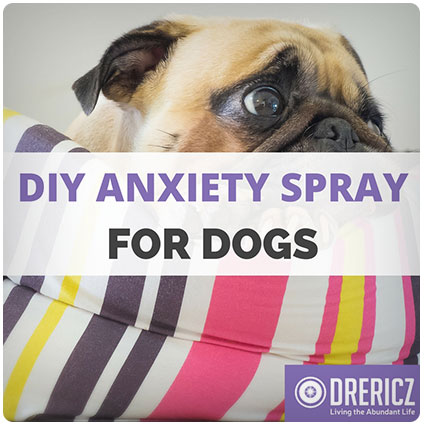 Diy Anxiety Spray For Dogs