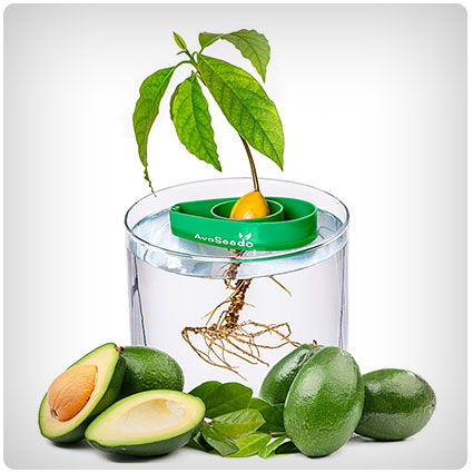 Avocado Tree Starter Kit