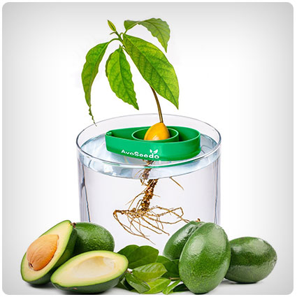 Grow your own Avocado Tree