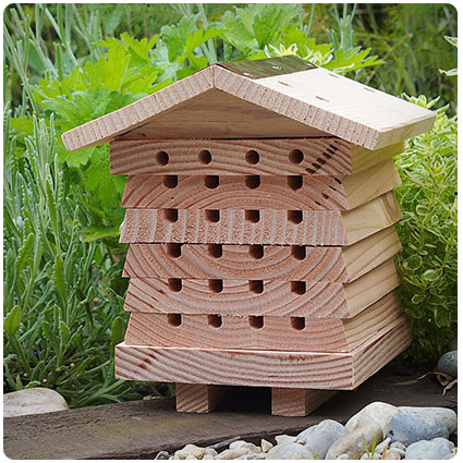 Solitary Bee Hive