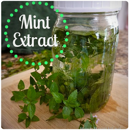 Homemade Mint Extract Recipe
