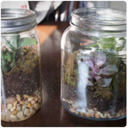 Diy Succulent Terrarium Gift