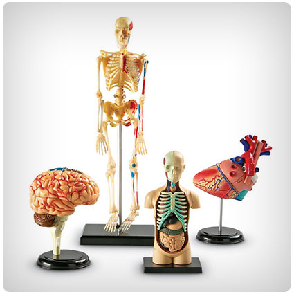 Learning Resources Anatomy Models Bundle Set