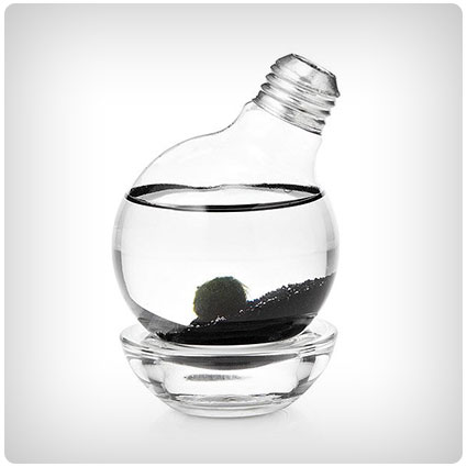 Marimo Moss Ball Light Bulb Terrarium