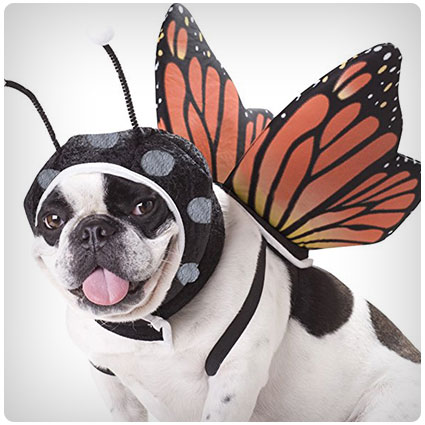 Animal Planet Butterfly Dog Costume