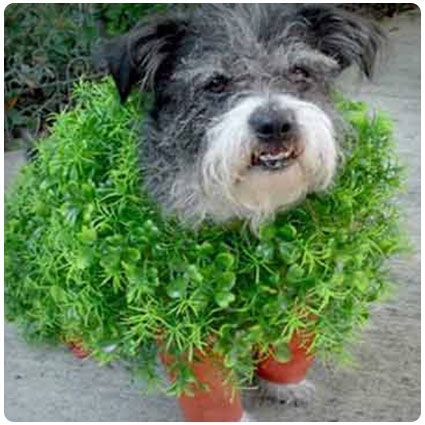 Diy Chia Pet Dog Costume