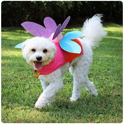 Diy Dog Fairy Costume