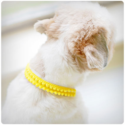 Diy No Sew Dog Collar Sleeves