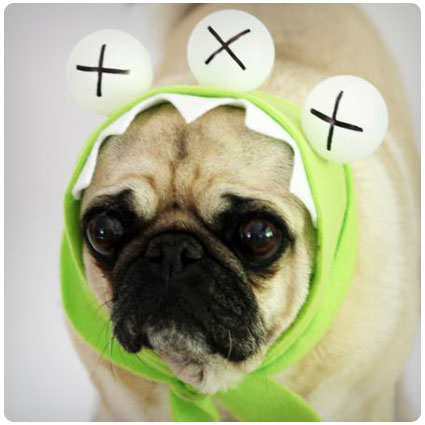 Diy No-Sew Monster Dog Costume