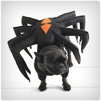 Diy Spider-Dog Costume