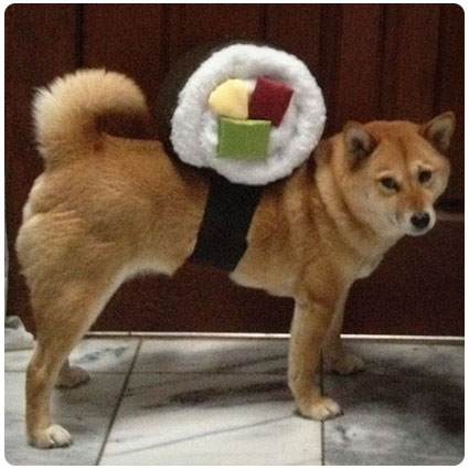 Diy Sushi Roll Dog Costume