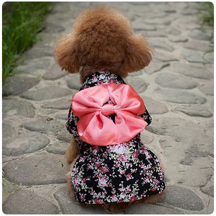 Dogloveit Japanese Kimono Style Dog