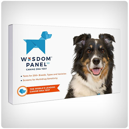 Wisdom Panel Breed Identification DNA Test Kit